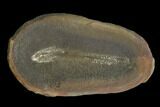 Fossil Tummy Tooth Worm (Didontogaster) Pos/Neg - Illinois #120725-2